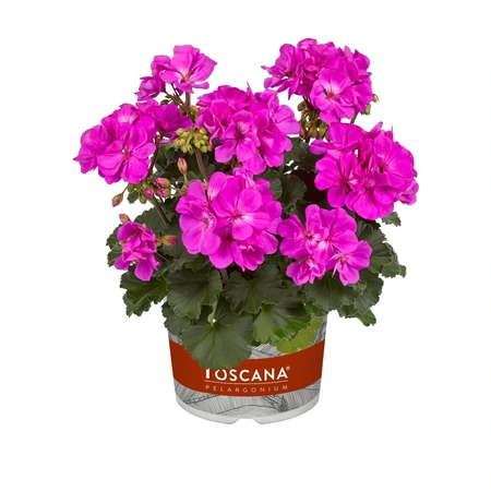 Geranium Zonal Castello Tessa Blue 10.5cm
