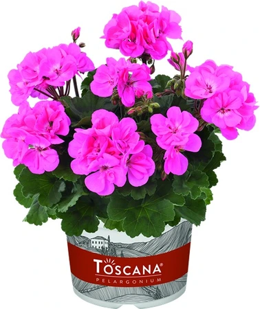 Geranium Zonal Dolce Vita Anne Pink 10.5cm