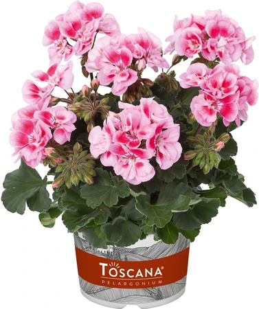 Geranium Zonal Dolce Vita Linus Pink Eye 10.5cm