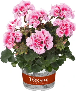 Geranium Zonal Dolce Vita Linus Pink Eye 10.5cm