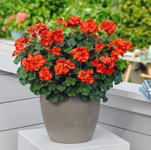 Geranium Zonal Dolce Vita Sylvia Orange 10.5cm