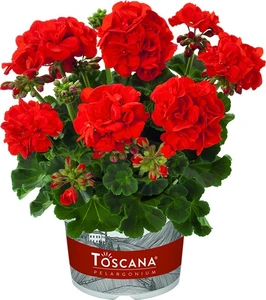 Geranium Zonal Eco Friesia 10.5cm