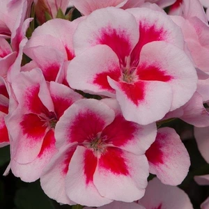 Geranium Zonal Sunrise Smokey Eye Wht 1L
