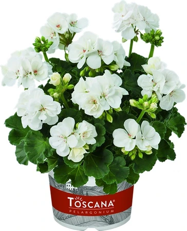 Geranium Zonal Trend Lasse White 1L