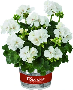 Geranium Zonal Trend Lasse White 1L