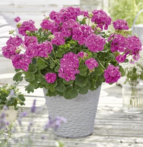 Geranium Zonal Trend Lilac 1L