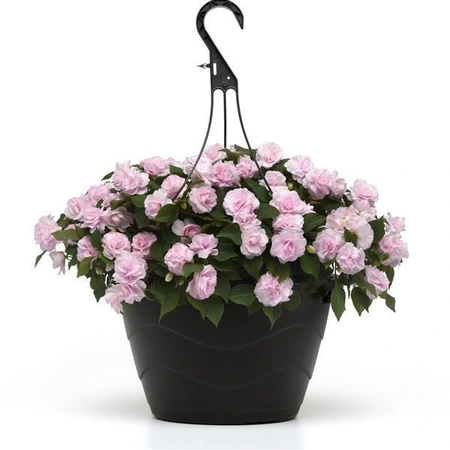 Impatiens Glimmer Appleblossom 1L