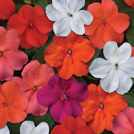 Impatiens Beacon Mix Select 6 Pack