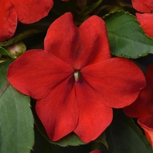 Impatiens Beacon Red Bright 6 Pack