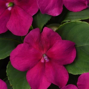 Impatien Beacon Violet Shade 6 Pack
