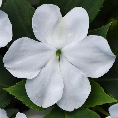 Impatiens Beacon White 6 Pack