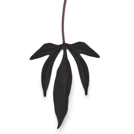 Ipomoea Solar Power Black 10.5cm