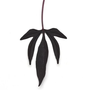 Ipomoea Solar Power Black 10.5cm