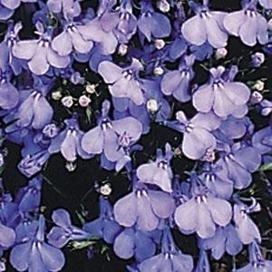 Lobelia Cambridge Blue 9 Pack