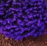 Lobelia Crystal Palace 9 Pack