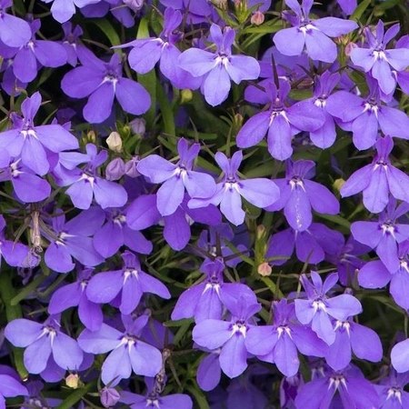 Lobelia Infinity Blue 10.5cm