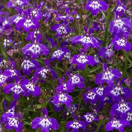 Lobelia Infinity Blue Dp Eye 10.5cm