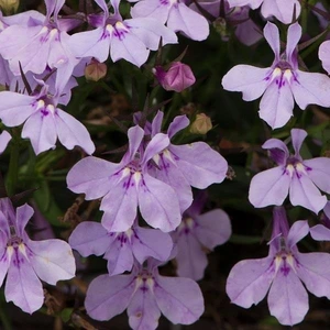 Lobelia Infinity Lavender 10.5cm