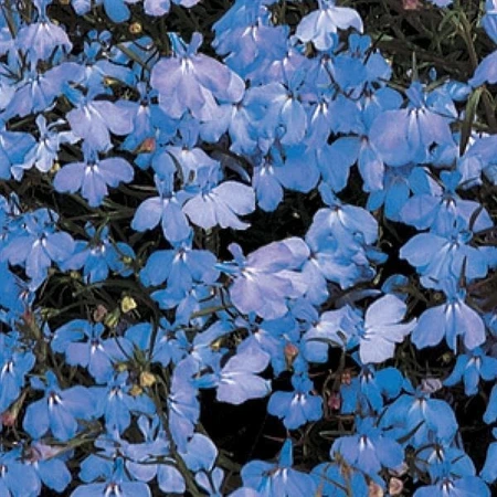 Lobelia Regatta Trailing Blue Sky 9 Pack