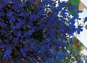 Lobelia Regatta Trailing Midnight Blue 9 Pack