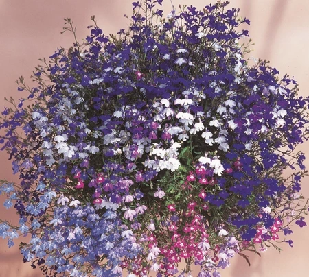 Lobelia Trailing Regatta Mix 9 Pack