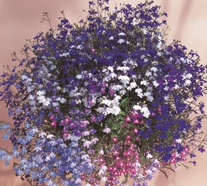 Lobelia Trailing Regatta Mix 9 Pack
