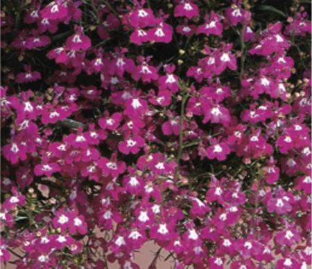 Lobelia Trailing Regatta Rose 9 Pack
