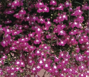 Lobelia Trailing Regatta Rose 9 Pack