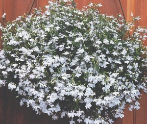 Lobelia Trailing Regatta White 9 Pack