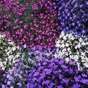 Lobelia String of Pearls 9 Pack