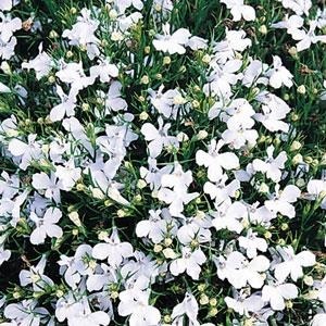 Lobelia White Lady 9 Pack