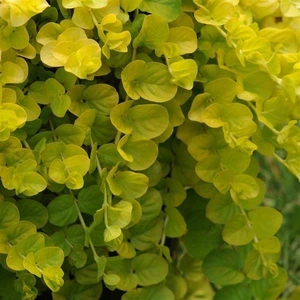 Lysimachia num Goldilocks 10.5cm