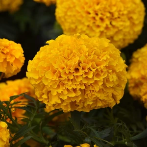 Marigold African Marvel Gold 6 Pack