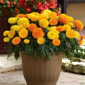 Marigold African Marvel Mix 6 Pack