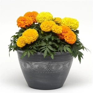 Marigold Taishan Mix Jumbo 6 Pack