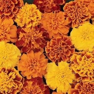 Marigold French Bonanza Mix 6 Pack