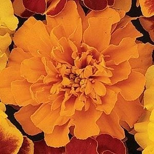 Marigold French Bonanza Orange Deep 6 Pack