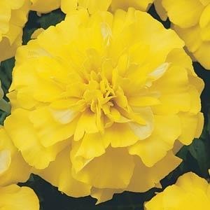 Marigold French Bonanza Yellow 6 Pack