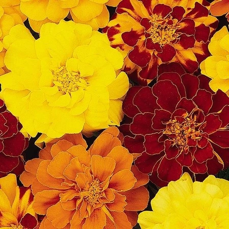 Marigold French Durango Mix 6 Pack