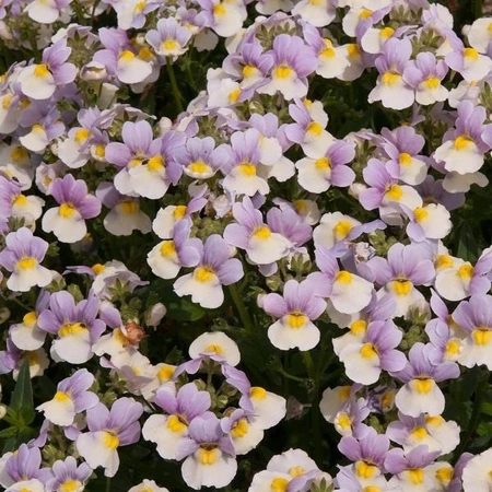 Nemesia Easter Bonnet 4 Pack