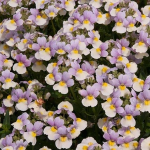 Nemesia Easter Bonnet 4 Pack