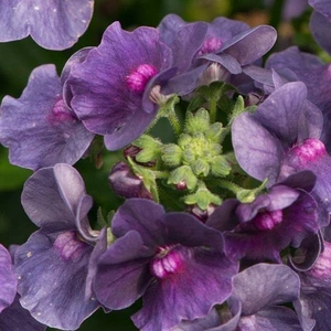 Nemesia Lady Anne 1L