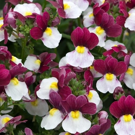 Nemesia Lady Emma 4 Pack