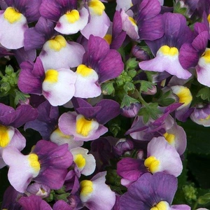 Nemesia Lady Jane 1L