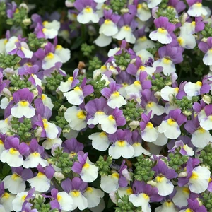 Nemesia Lady Kate 4 Pack