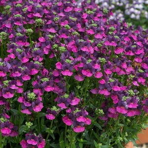 Nemesia Lady Lisa 4 Pack