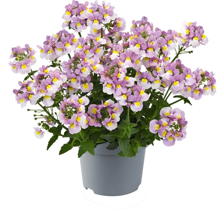 Nemesia Nuvo Pink Bcol Jumbo 6 Pack