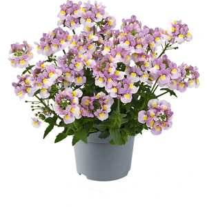 Nemesia Nuvo Pink Bcol Jumbo 6 Pack
