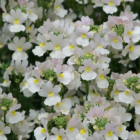 Nemesia Wisley Vanilla 4 Pack