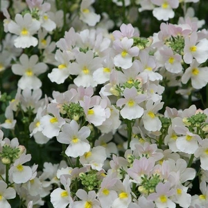 Nemesia Wisley Vanilla 4 Pack